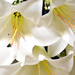 искусственные цветы лилии цвета белый 6