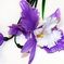 искусственные цветы орхидеи цвета фиолетовый с белым 15