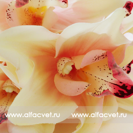 искусственные цветы орхидеи цвета чайный 3