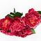 искусственные цветы пион цвета бордовый 61