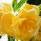 искусственные цветы букет роз пластик с добавкой цвета желтый 1