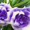 искусственные цветы букет роз пластик с добавкой цвета синий 12