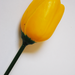 искусственные цветы тюльпан цвета желтый 1